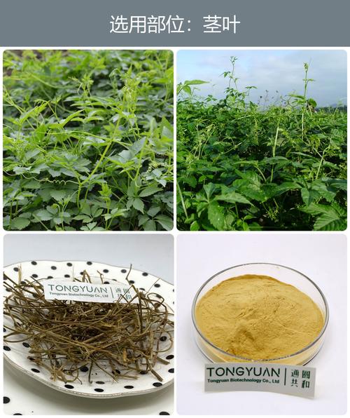 植物提取物 自然饋贈下的科學(xué)與產(chǎn)業(yè)演進(jìn)